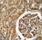 MOGAT1 / MGAT1 Antibody (aa303-335)