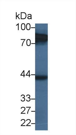 HAUS7 Antibody (aa4-319)