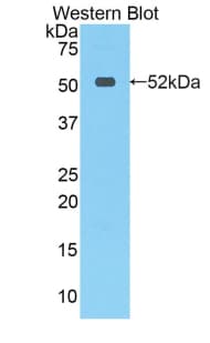 STC1 / Stanniocalcin Antibody (aa28-247, FITC)
