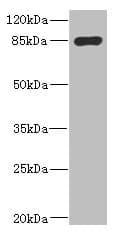 Polyclonal Rabbit anti-Human MARK1 / MARK Antibody (IHC, WB)