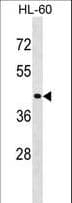 IHC-plus™ RASSF7 Antibody (aa326-354)