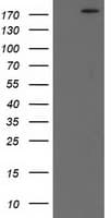 Monoclonal Mouse anti-Human SHPRH Antibody (clone OTI1D12, Carrier-free, aa1-100, WB)