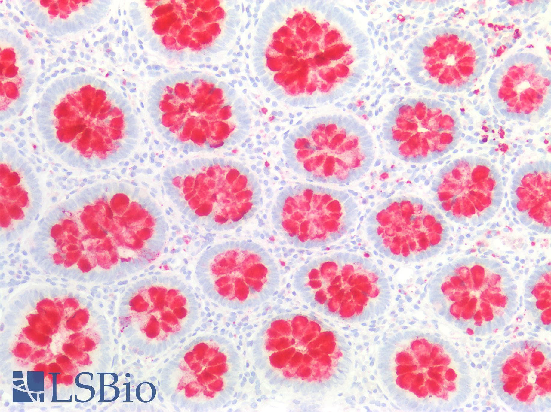 FCGBP Antibody (aa5176-5344)