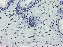 THAP6 Antibody (clone OTI2A7)