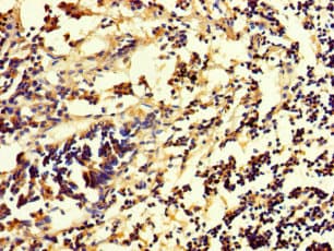 Polyclonal Rabbit anti-Human RHEBL1 Antibody
