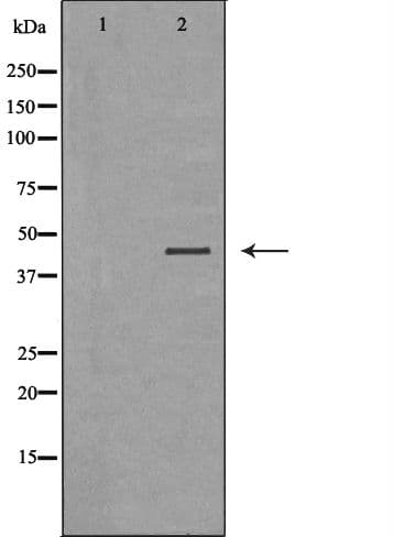 Polyclonal Rabbit anti-Human LAMP3 / CD208 Antibody (aa116-144, IHC, IF, WB)