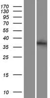 STX2 / Syntaxin 2 Protein (Over-Expression Lysate Myc-DDK (Flag))