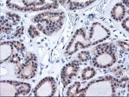 HMOX2 / Heme Oxygenase 2 Antibody (clone OTI1C2)