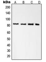 RDX / Radixin Antibody (Internal)