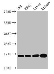 HIST1H3A Antibody