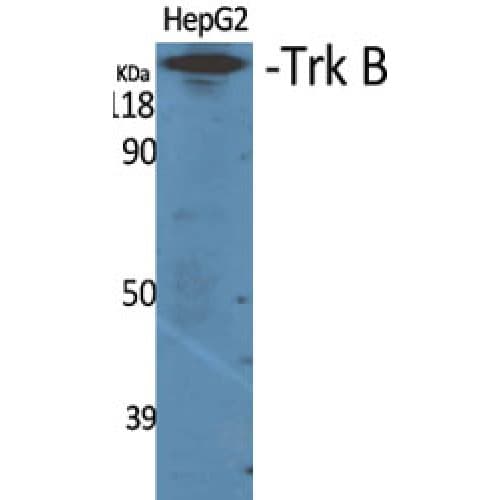 Polyclonal Rabbit anti-Human NTRK2 / TRKB Antibody (640-720 aa, IHC, WB)