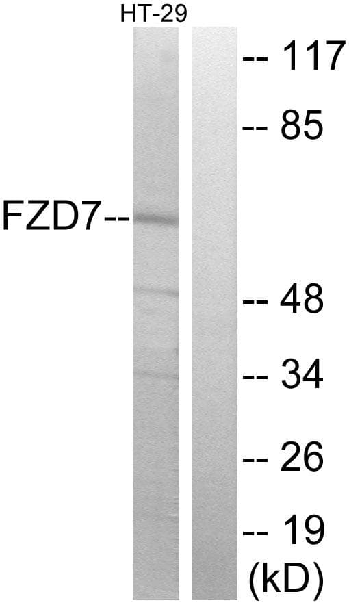 FZD7 / Frizzled 7 Antibody