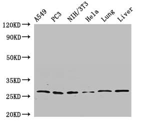 PSMA3 Antibody