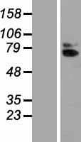 AcPL / IL18RAP Protein (Over-Expression Lysate Myc-DDK (Flag))