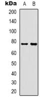 RPH3A / Rabphilin 3A Antibody (Internal)