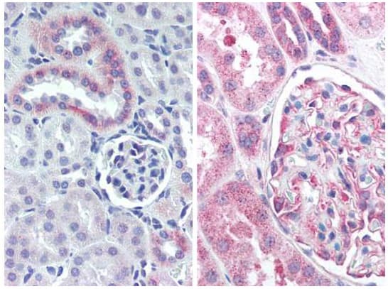 NES / Nestin Antibody