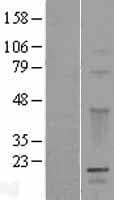 GPSM3 Protein (Over-Expression Lysate Myc-DDK (Flag))