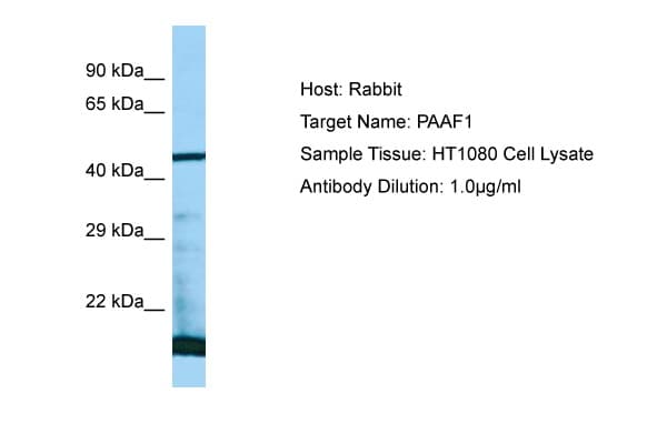 PAAF1 Antibody (aa57-106)