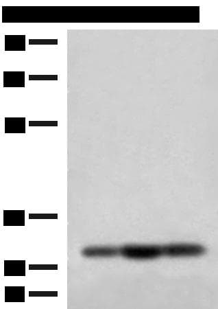 MRPS18B Antibody