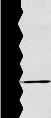 Polyclonal Rabbit anti-Human ATG16L1 / ATG16L Antibody (IHC, WB)
