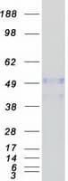 Human LRRC14 Protein (Recombinant Myc-DDK (Flag))