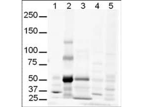 IHC-plus™ GLI3 Antibody