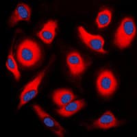 Polyclonal Rabbit anti-Human APOA1BP Antibody (Internal, IF, WB)