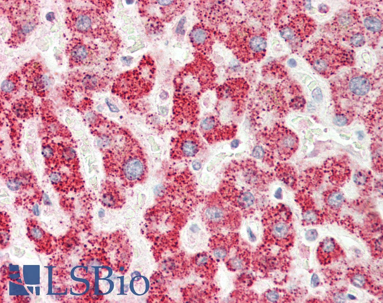 MFNG / Manic Fringe Antibody (aa211-260)