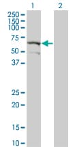 DYRK2 Antibody (clone 2F9)