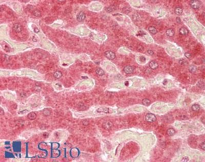 IHC-plus™ PGPEP1 Antibody