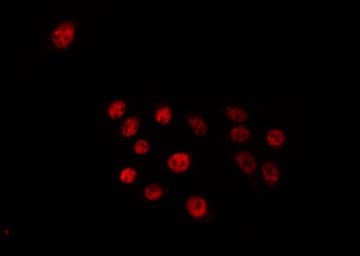 ELF1 Antibody