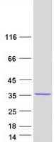 Human PSMA4 Protein (Recombinant Myc-DDK (Flag))