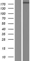 Human PLCH1 Protein (Over-Expression Lysate Myc-DDK (Flag))