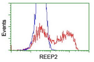 REEP2 Antibody (clone OTI2C7)