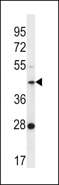 FAM105A Antibody (aa196-224)
