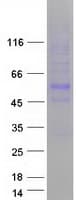 Human PSPLA1 / Phospholipase A1 Protein (Recombinant Myc-DDK (Flag))