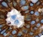 EPCAM Antibody (clone Ber-EP4)