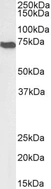 IHC-plus™ AIFM1 / AIF / PDCD8 Antibody
