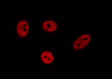 PEG3 Antibody