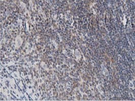 DNAJA2 Antibody (clone OTI3A10)
