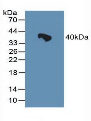 HSPBP1 Antibody (aa198-352, PE)