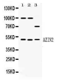 AZIN2 / Antizyme Inhibitor 2 Antibody