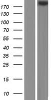 Human FBN1 / Fibrillin 1 Protein (Over-Expression Lysate Myc-DDK (Flag))