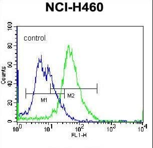 Polyclonal Rabbit anti-Human PLCL2 Antibody (aa1099-1126, IHC, IF, WB)