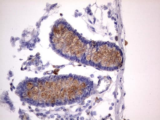 Monoclonal Mouse anti-Human CD63 Antibody (clone OTI5E5, IHC, WB)