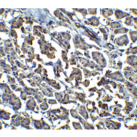 Endonuclease G / ENDOG Antibody