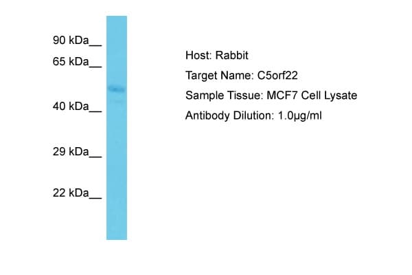 C5orf22 Antibody (aa179-228)