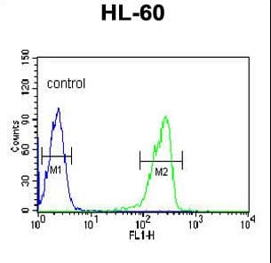 Polyclonal Rabbit anti-Human LRG1 / LRG Antibody (aa86-114, IHC, WB)
