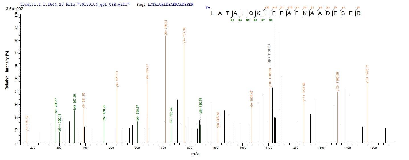 Rabbit TPM1 / Tropomyosin Protein (Recombinant 10His, N-terminus + Myc, C-terminus)