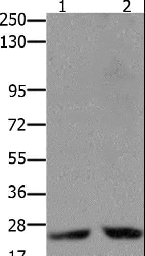 HMG2 / HMGB2 Antibody